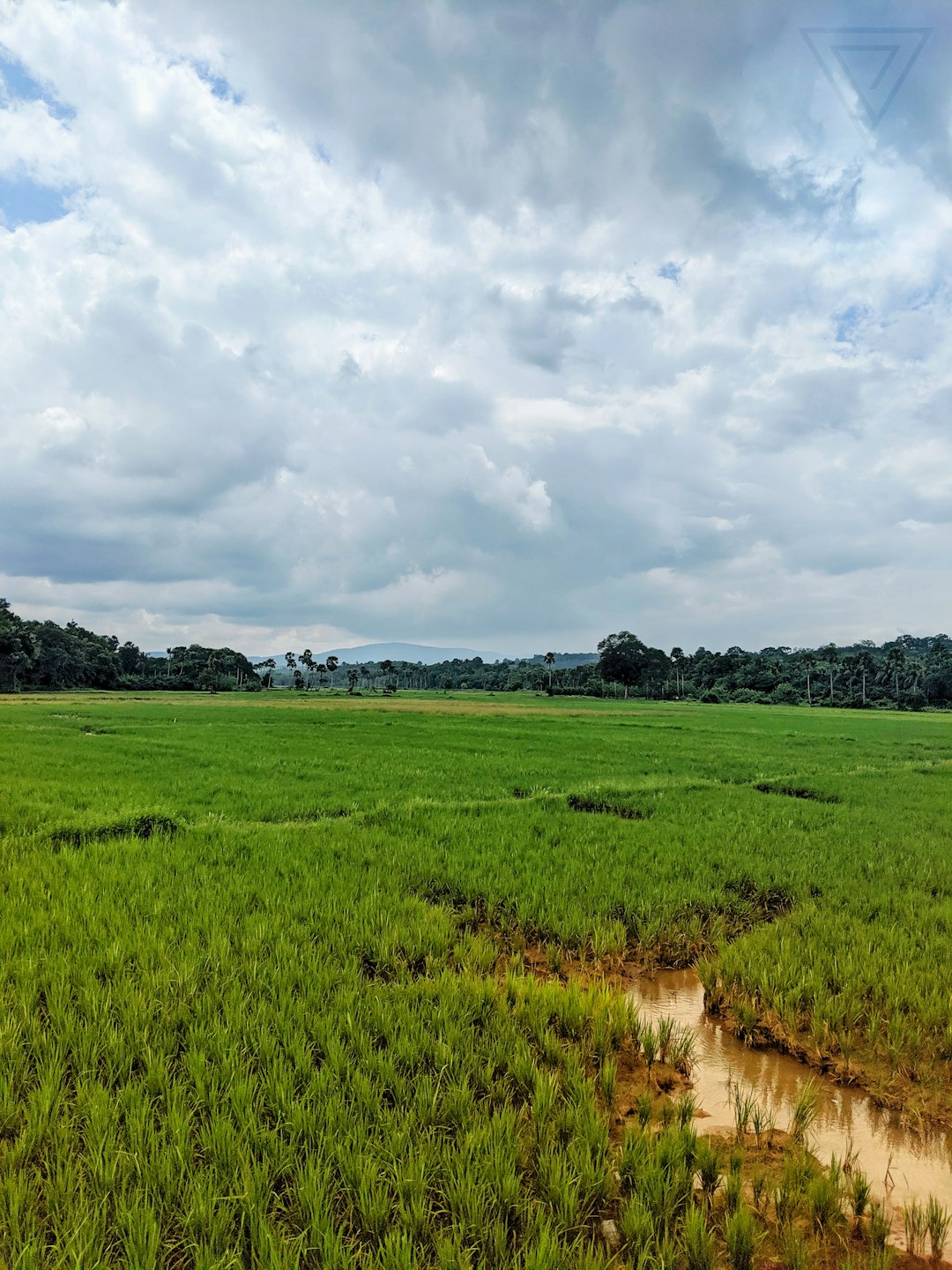 Paddy field